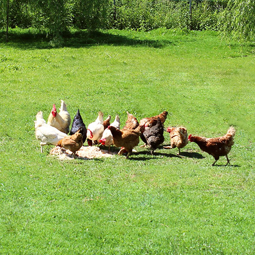 huevos-libre-gallinas-enjauladas-square